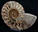 Wide Cleoniceras Ammonite (Half) #5948-3